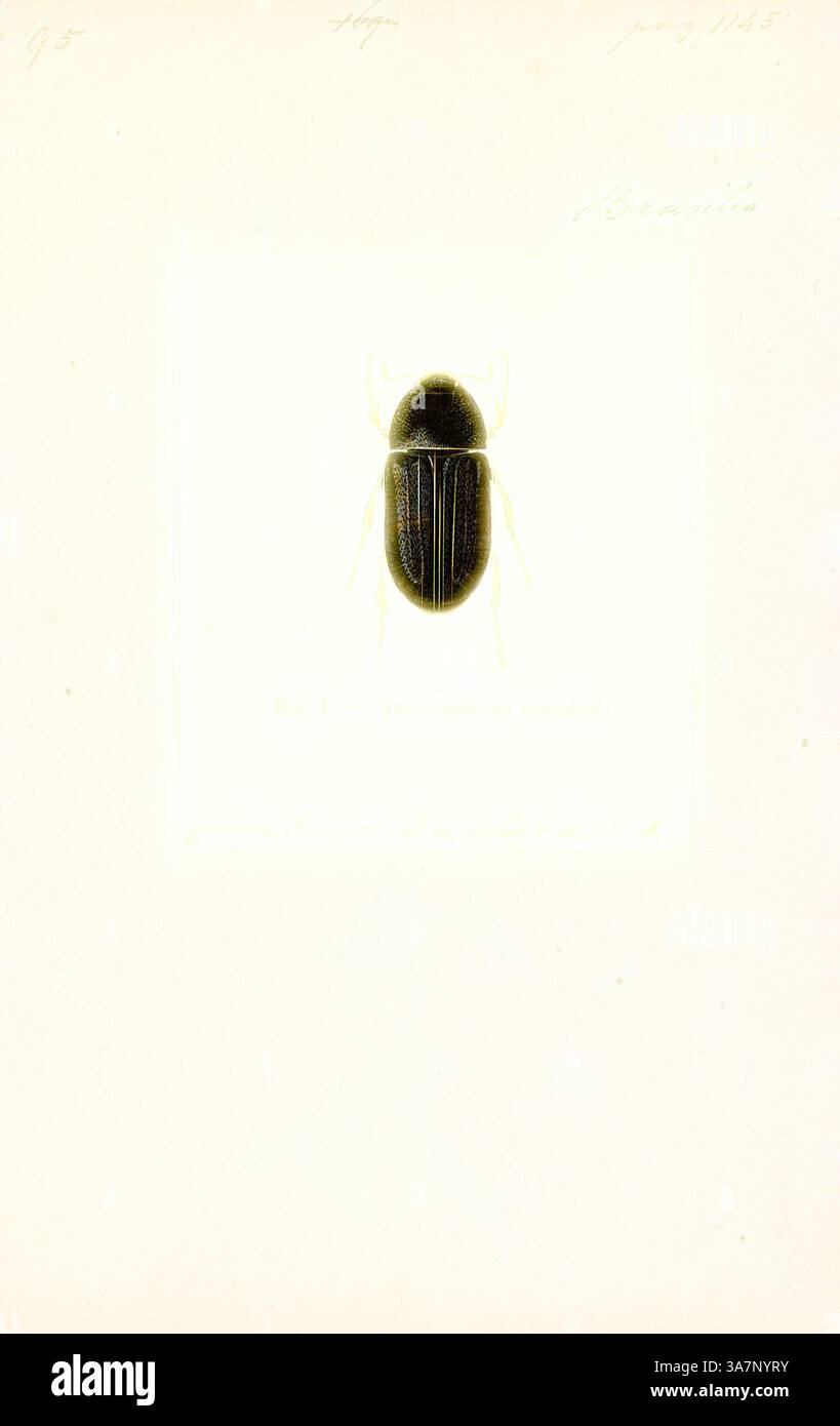 A detailed illustration of a beetle, showcasing its smooth, glossy ...