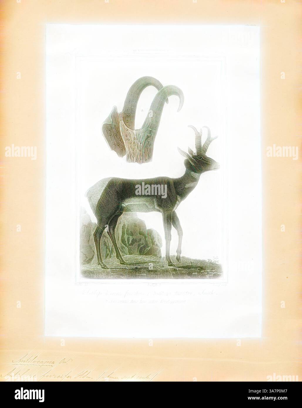 Antilopa hi-res stock photography and images - Alamy, image size:1029x1390