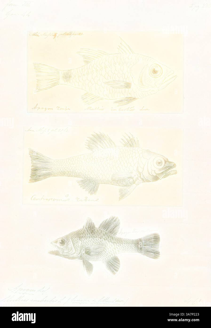 Distinct Fish Illustration features three distinct fish species hi-res stock ...