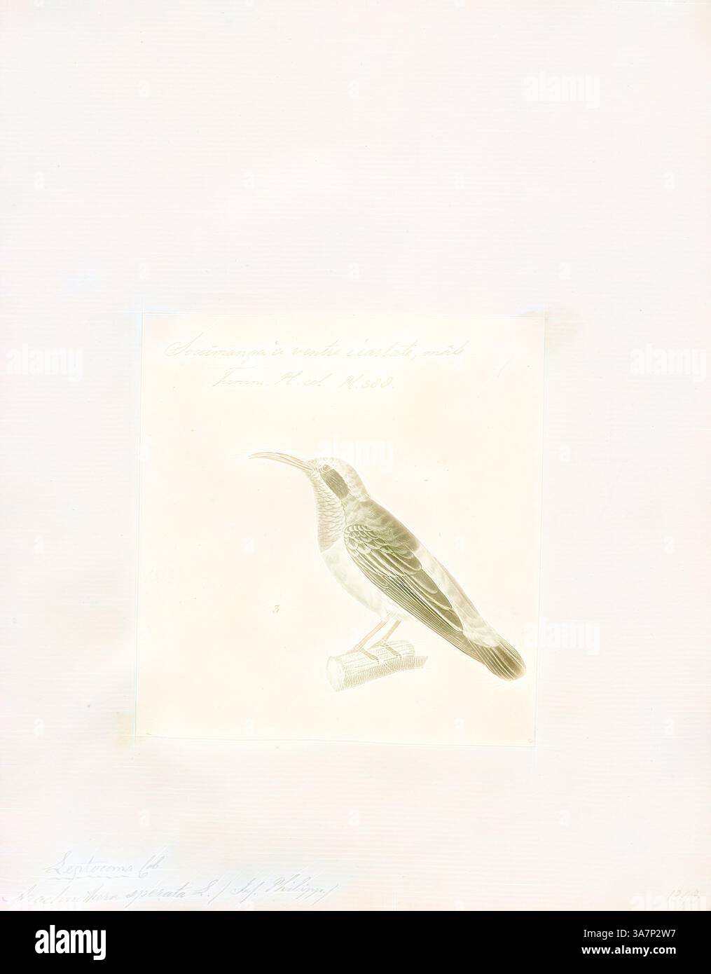 Slender Bird Examples Slender curved bills hi-res stock photography and images - Alamy