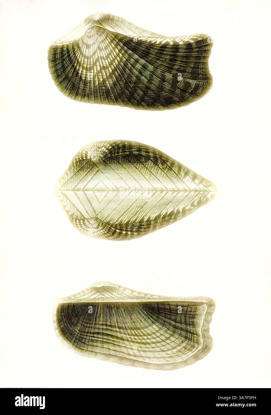 A collection of three intricately detailed seashells, showcasing their ...