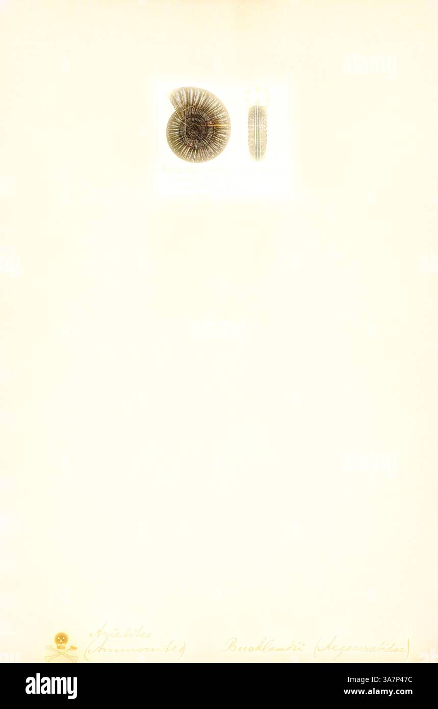 Sinemurian stage hi-res stock photography and images - Alamy