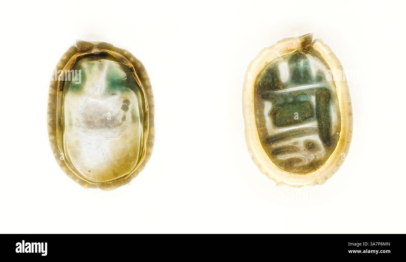 Shell displays distinct patterns hi-res stock photography and images ...