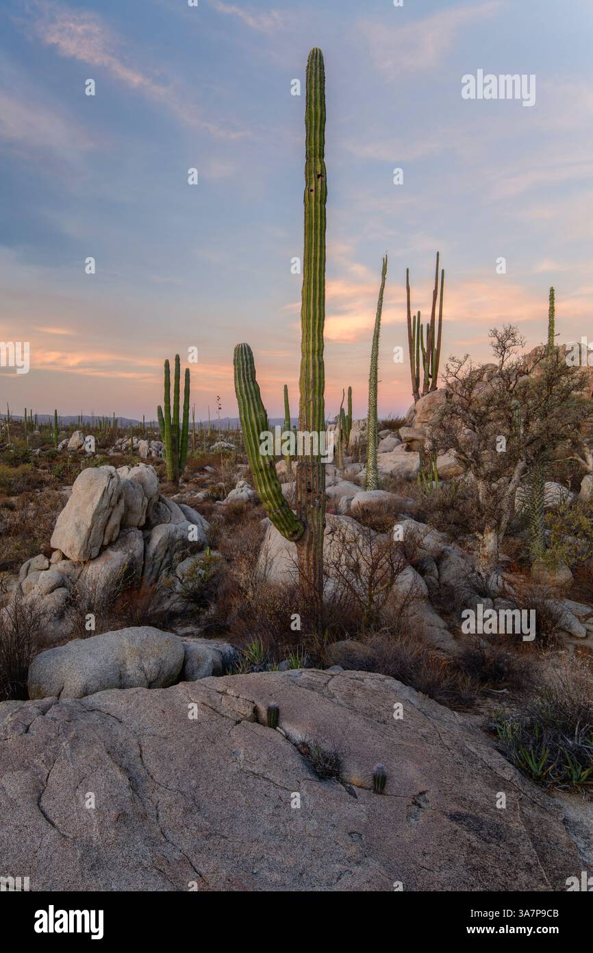 Valle de los cactus hi-res stock photography and images - Alamy