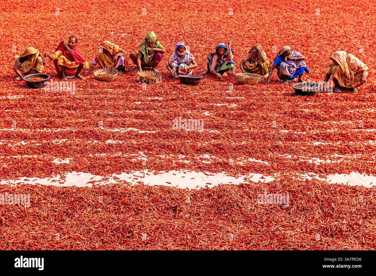 Farmers work on the process of drying chili peppers under the sun in a ...