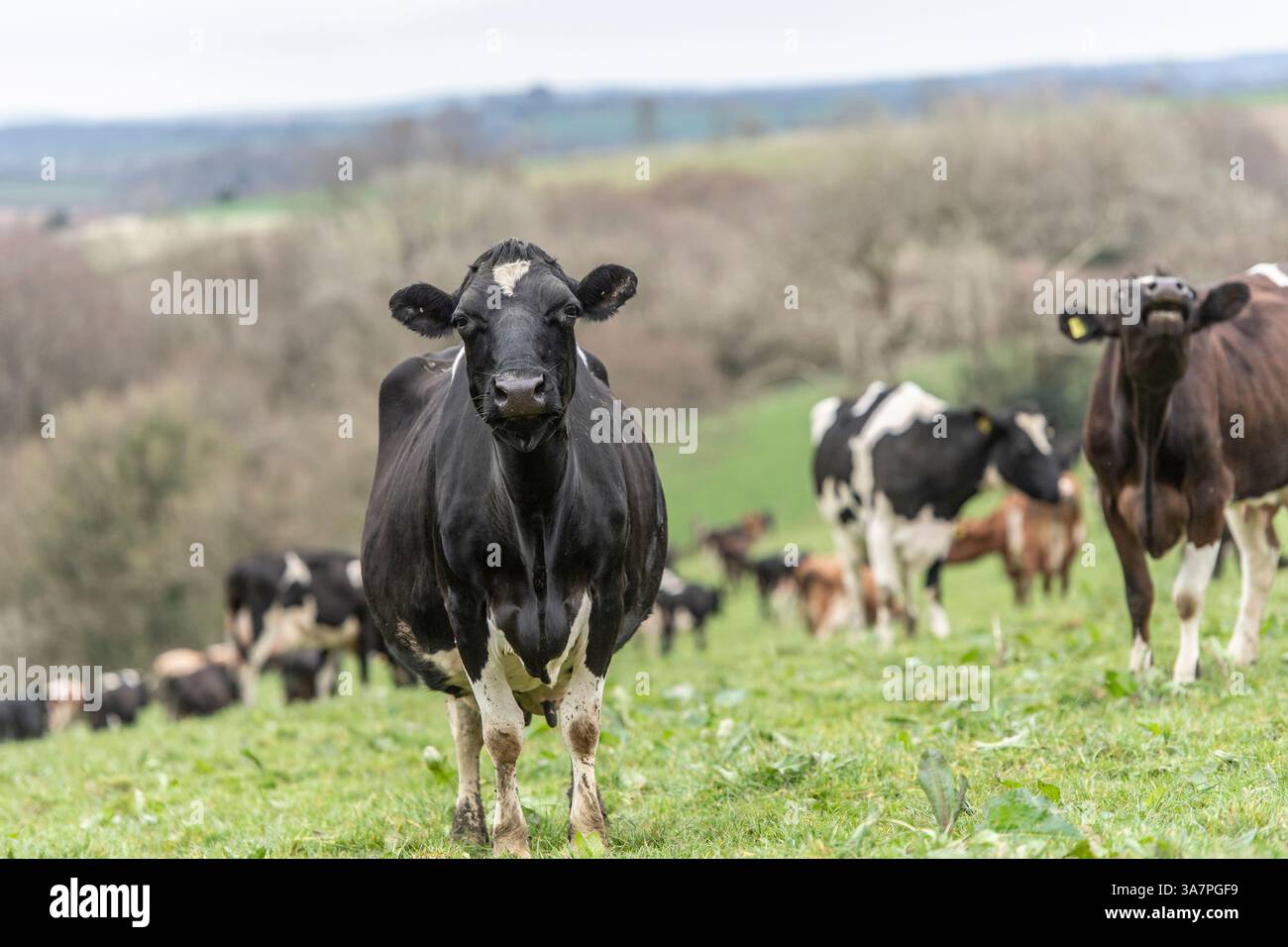 Holstein dairy cows in a field Stock Photo