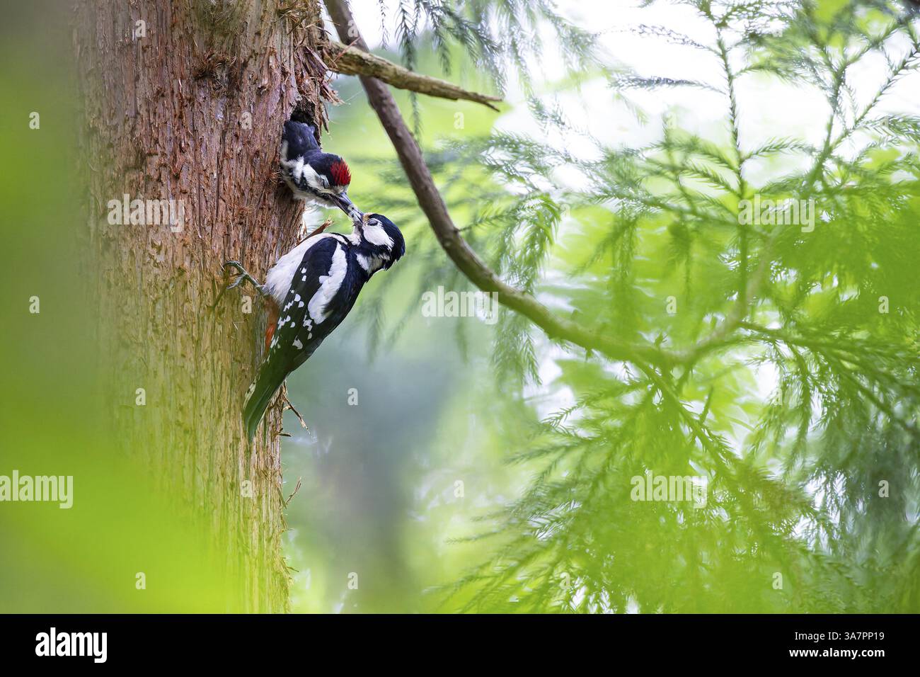 Great spotted woodpecker (Dendrocopos major), female feeds almost ...