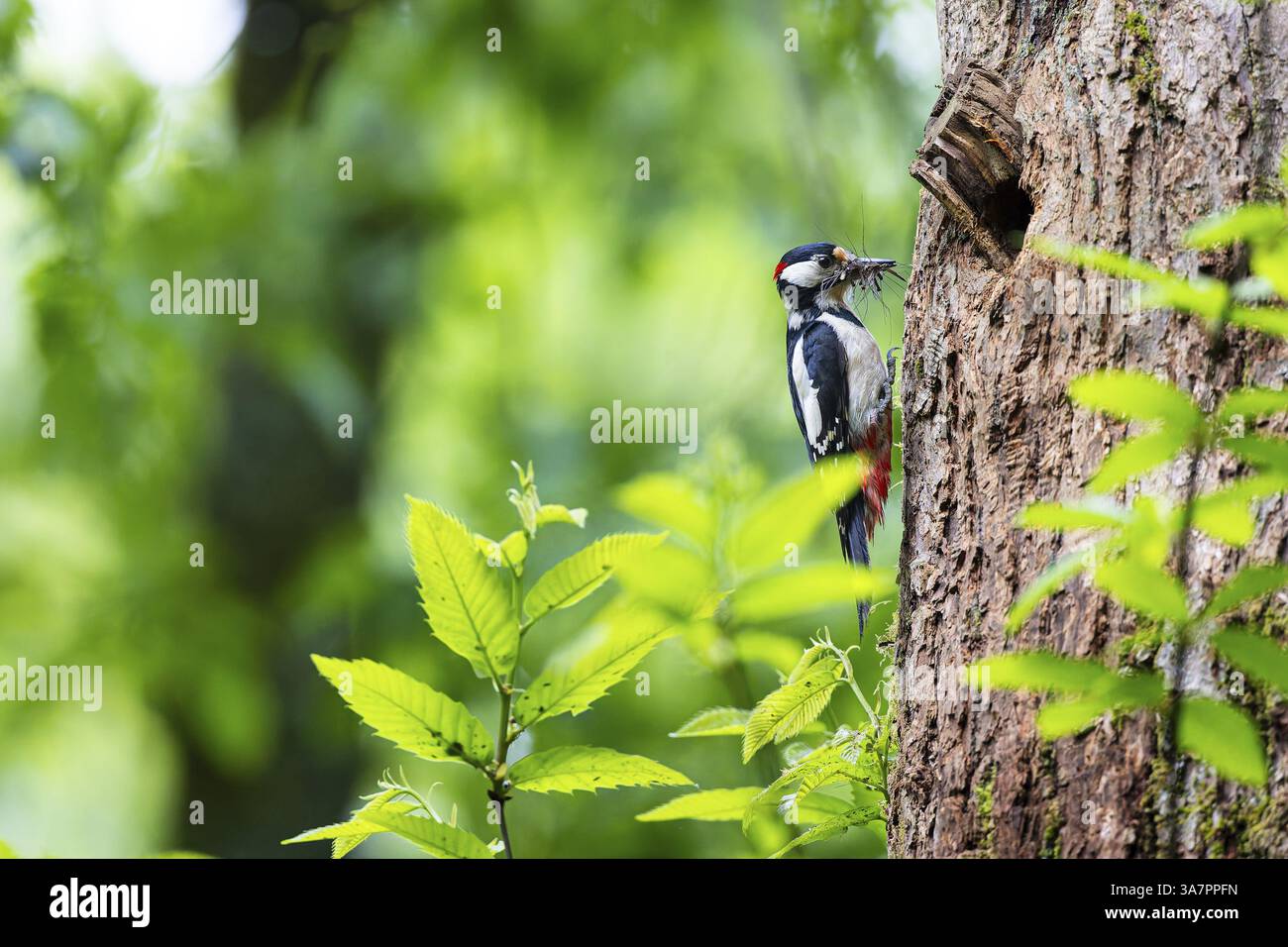 Feed on insects in tree trunks hi-res stock photography and images - Alamy