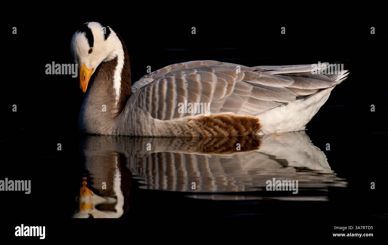 Oie à tête barrée sur un lac avec reflexions sur fond sombre  - Anser indicus - Bar-headed Goose on a lake with reflexions and dark background Stock Photo