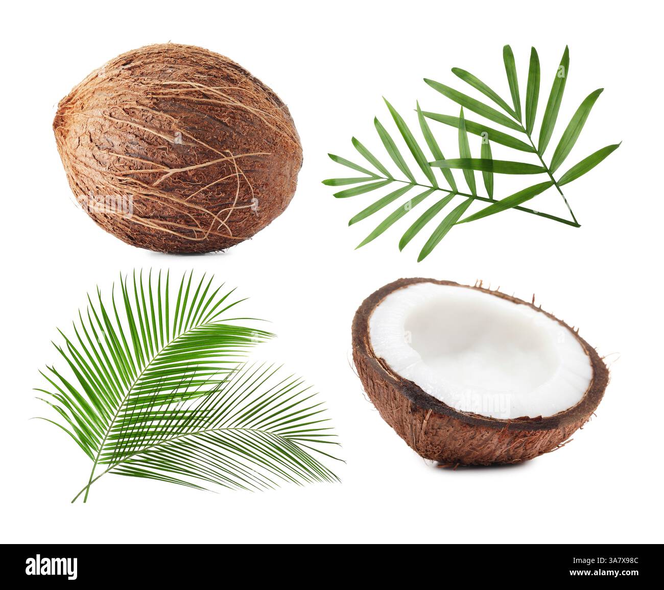 Fresh coconuts and green palm leaves isolated on white Stock Photo