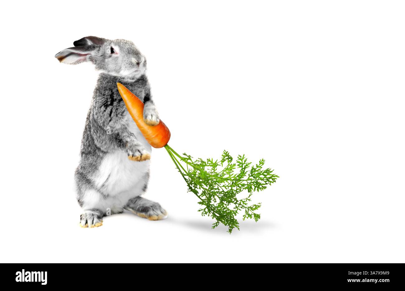 Cute grey rabbit holding carrot on white background Stock Photo - Alamy