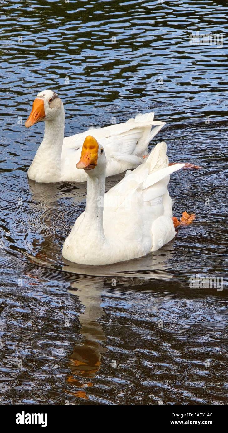 Two ducks - Smartphone Captured Stock Image