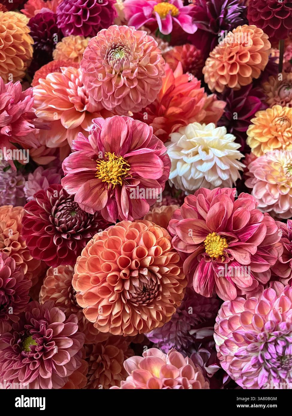 stunning display of dahlia flowers fresh bloomed - Smartphone Captured Stock Image