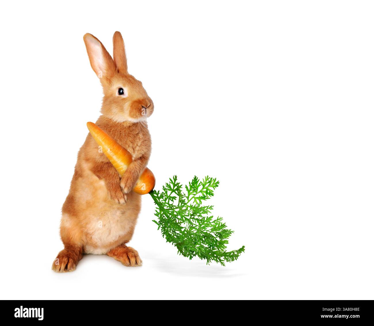 Cute rabbit holding carrot on white background Stock Photo