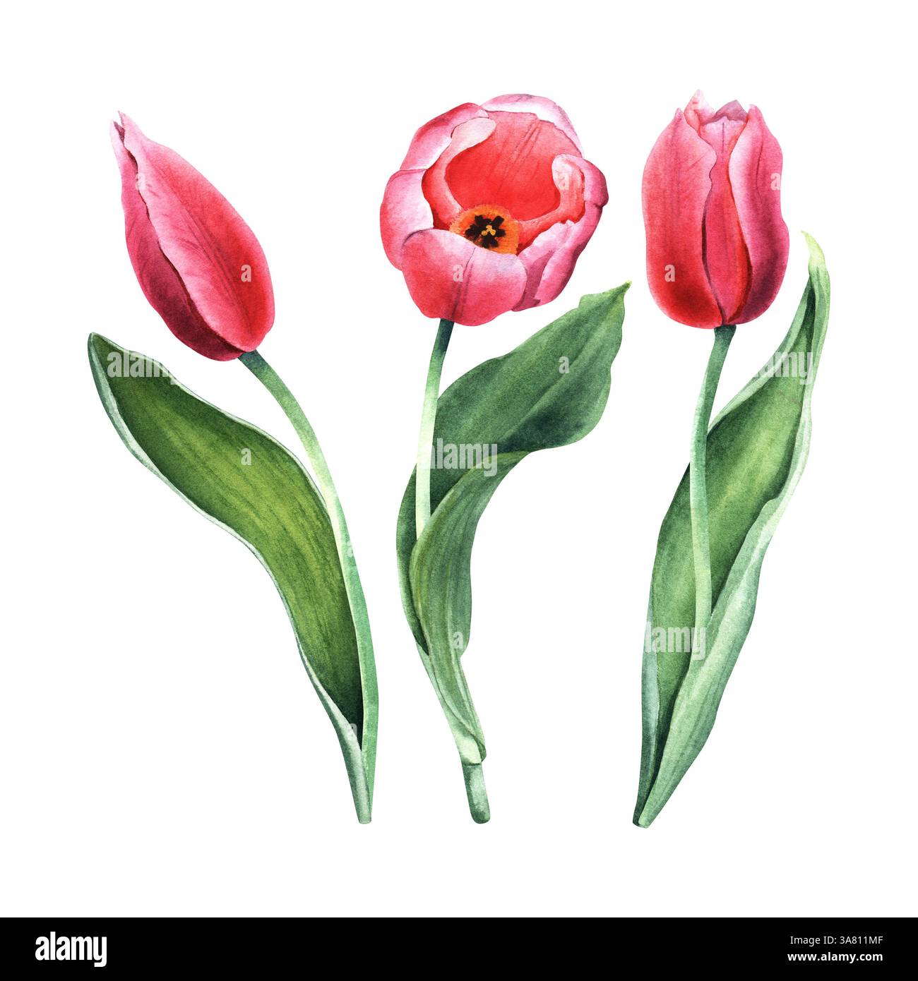 A set of blooming pink tulips. Hand drawn botanical watercolor ...