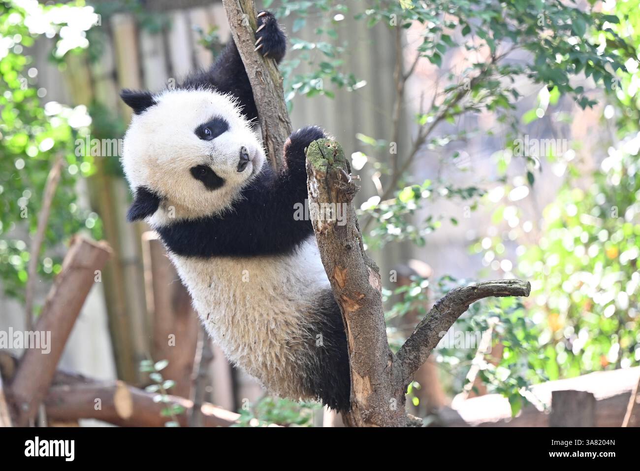 Giant pandas enjoy spring time in Chengdu City, southwest China's ...