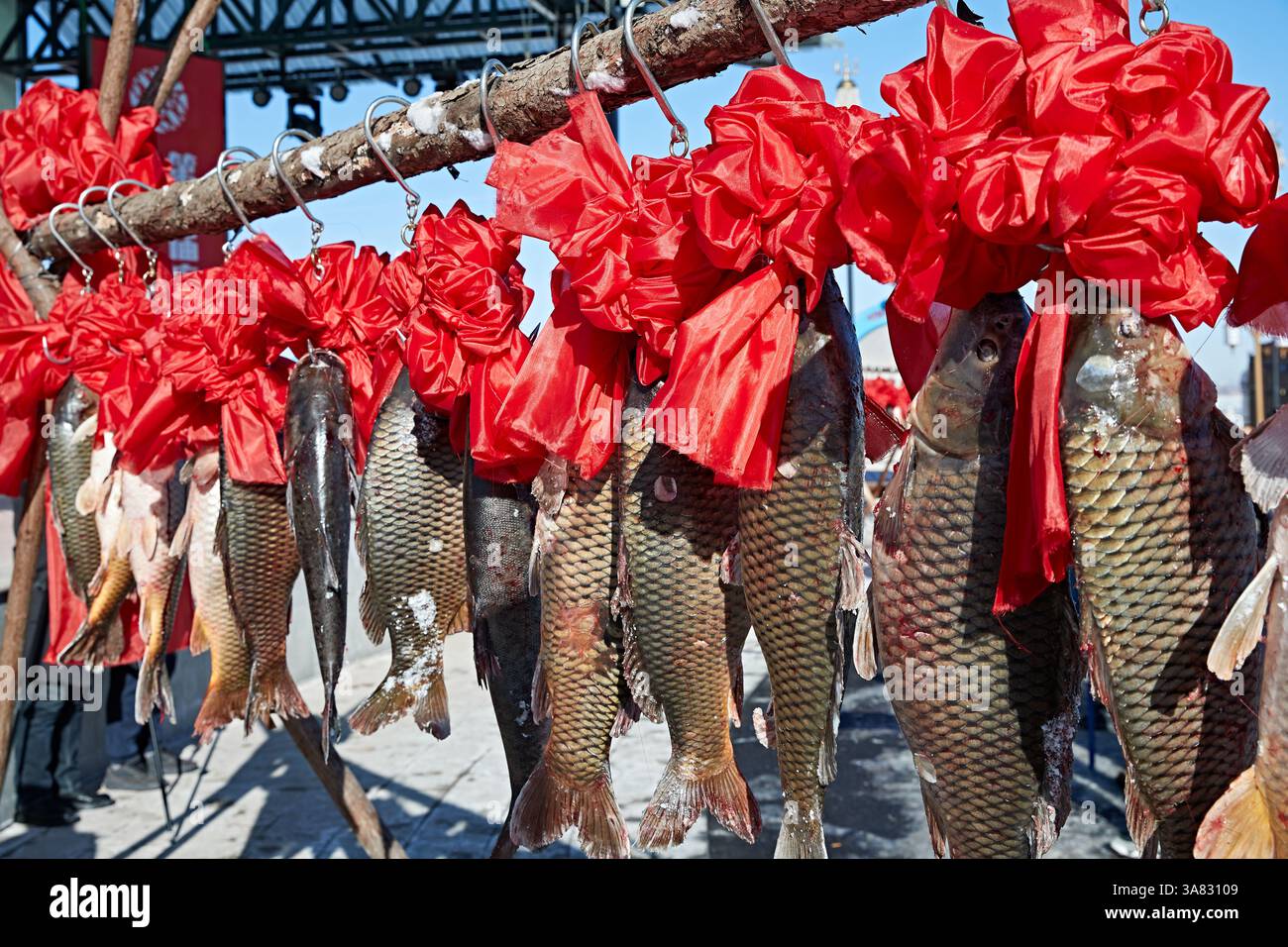 Fish Wrapping Around Fresh Fish Displayed with Red Cloth Wrapping Stock Photo - Alamy
