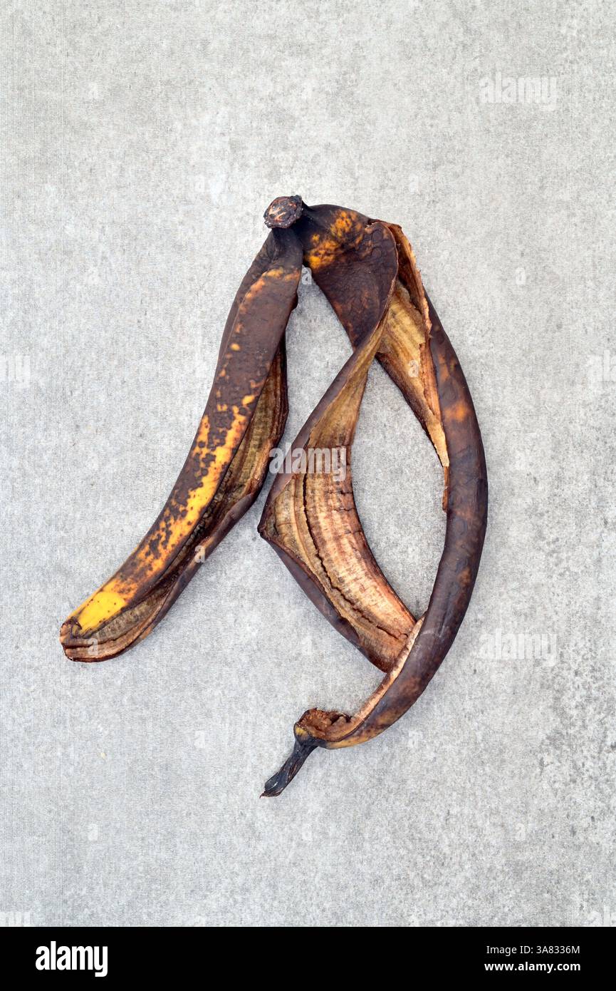 Drying curling browning discarded banana skin lying on pale background Stock Photo