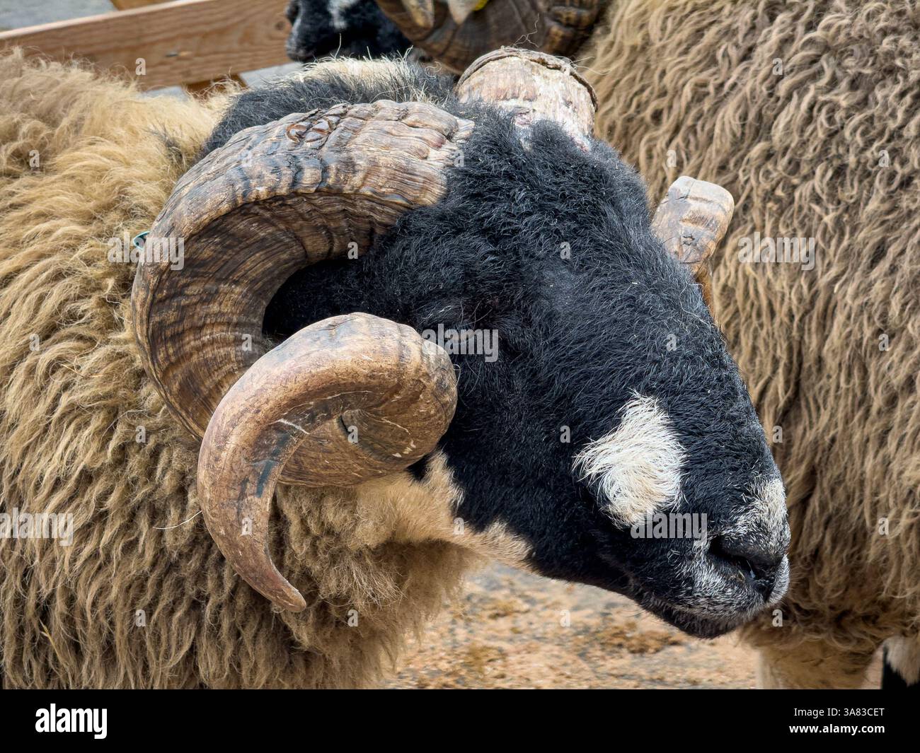 Close-up of a horned black sheep, Suoav k, Westfjords, Iceland