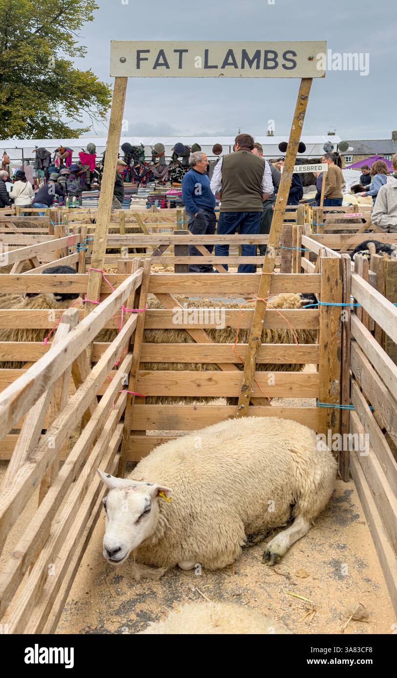 Sheep in wooden pen beneath a sign reading “Fat Lambs” at a traditional UK agricultural show. North Yorkshire, UK Stock Photo
