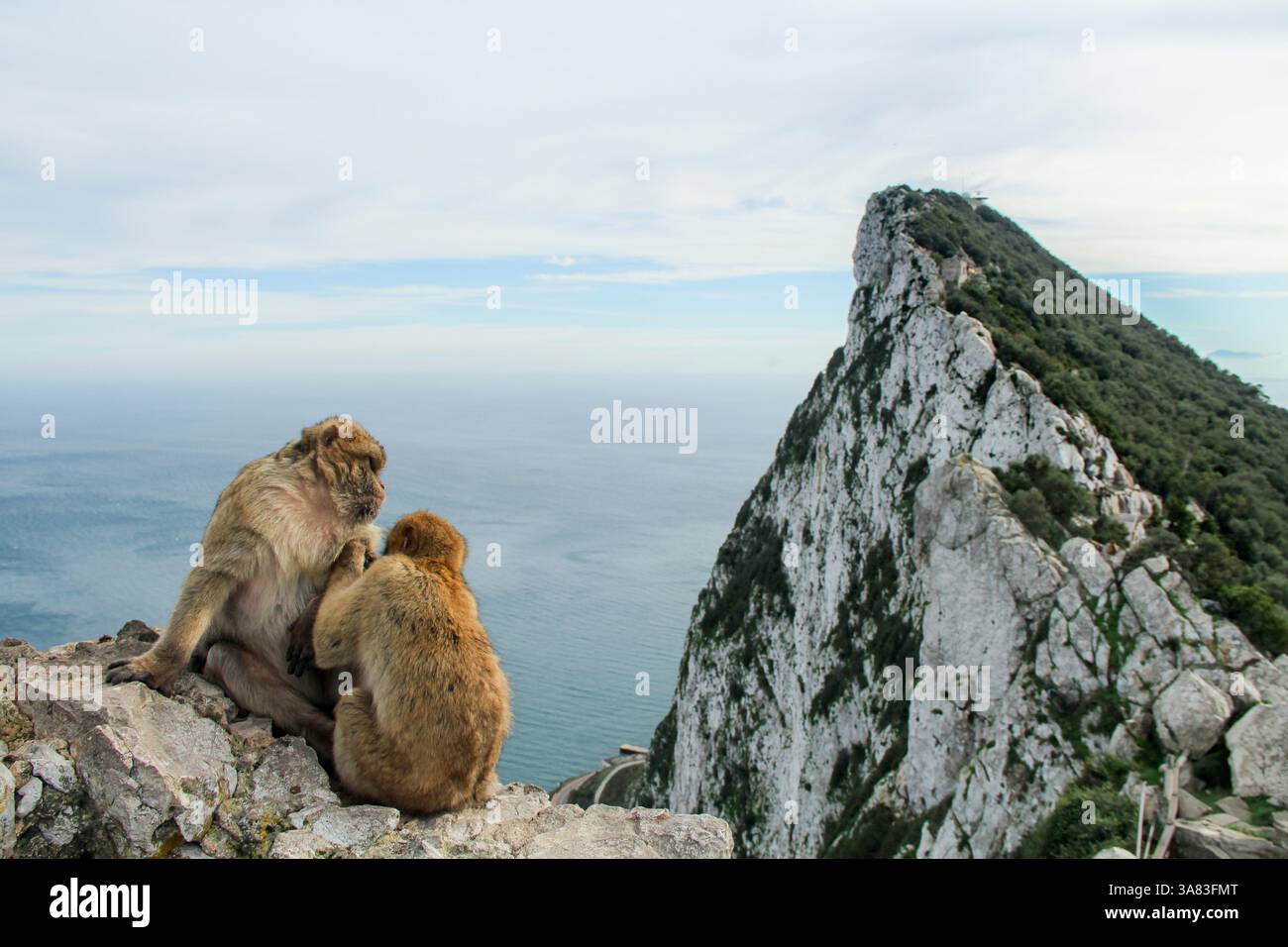 Natural mountain monkeys サルボックリー2 SAL BOCKLY (さるぼっくりー) | NATURAL MOUNTAIN MONKEYS