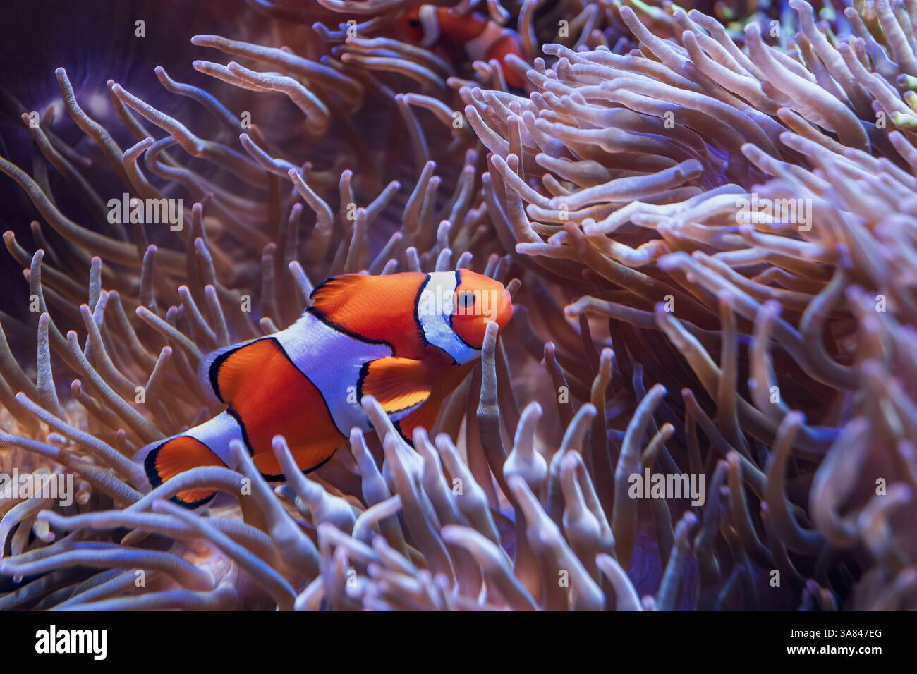 The orange clownfish (Amphiprion percula) in sea anemones, clown anemonefish in the family Pomacentridae, native to the Andaman Sea to Northwest Austr Stock Photo