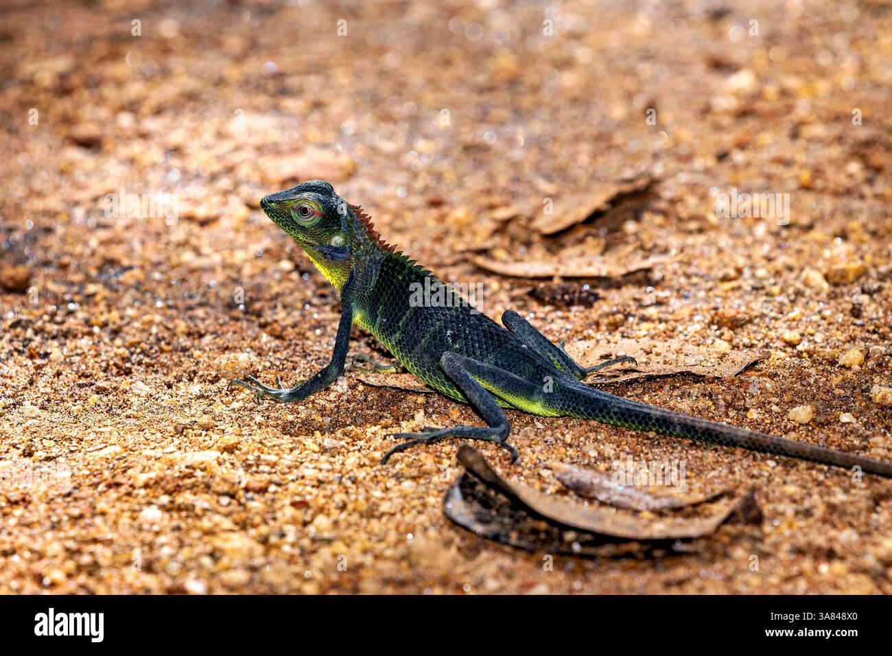 Photo from sri lanka hi-res stock photography and images - Alamy