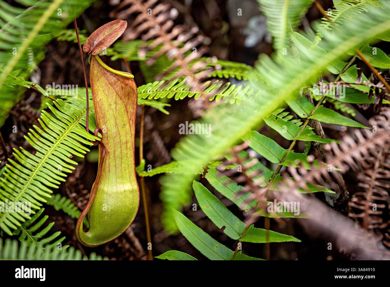 A Pitcher plant Nepenthes distillatoria Stock Photo