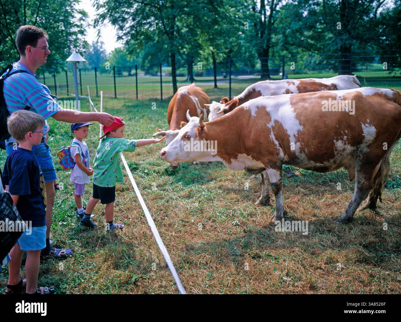 Hinterwaelder-Rinder mit Kaelbern im suedlichen Schwarzwald. Die Rasse ... Hinterwaelder-Rinder mit Kaelbern im suedlichen Schwarzwald. Die Rasse ...