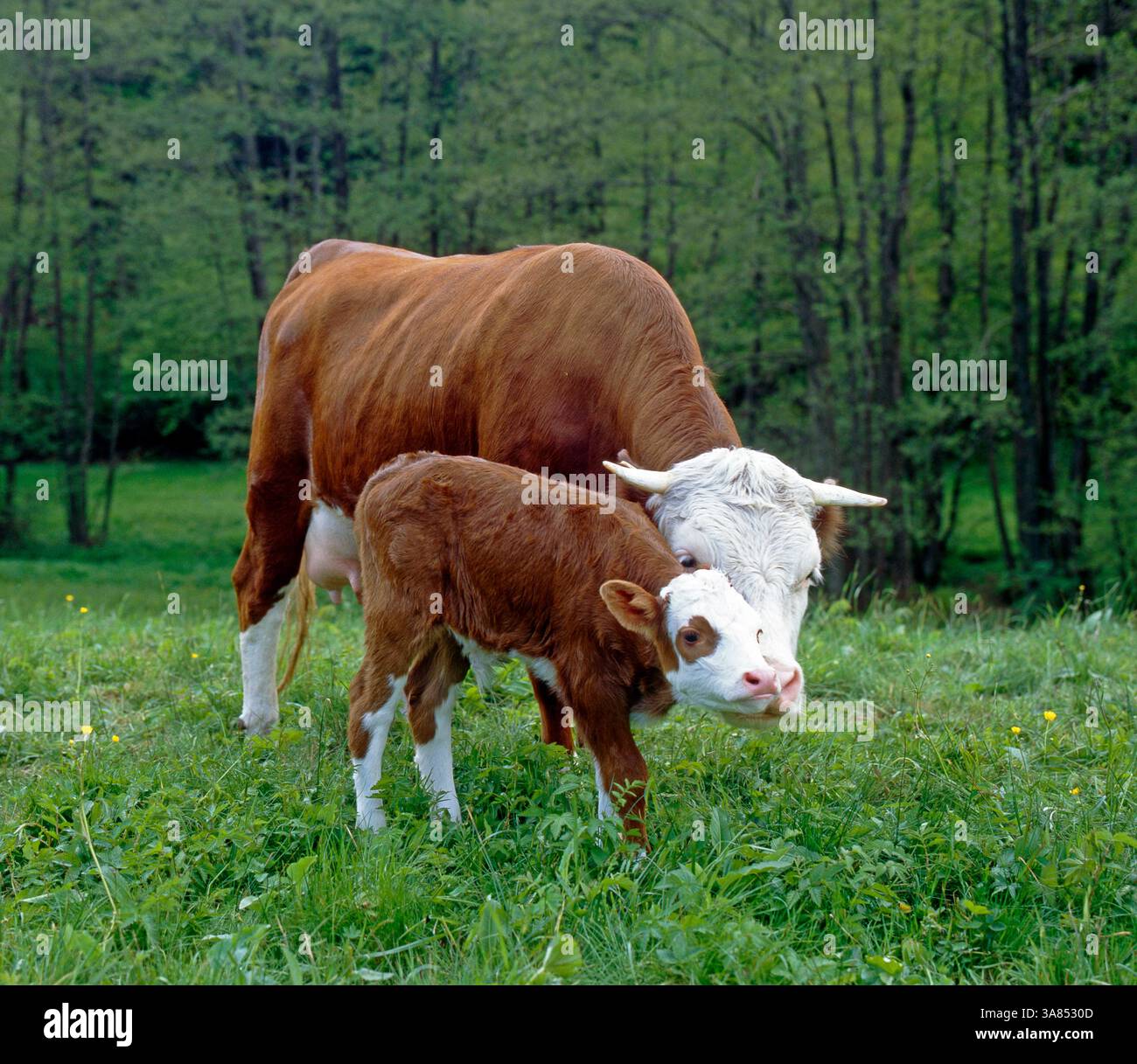 Vorderwaelder Rind Mit Kalb Auf Der Bergweide Im Suedlichen Schwarzwald vorderwaelder-rind-mit-kalb-auf-der-bergweide-im-suedlichen-schwarzwald