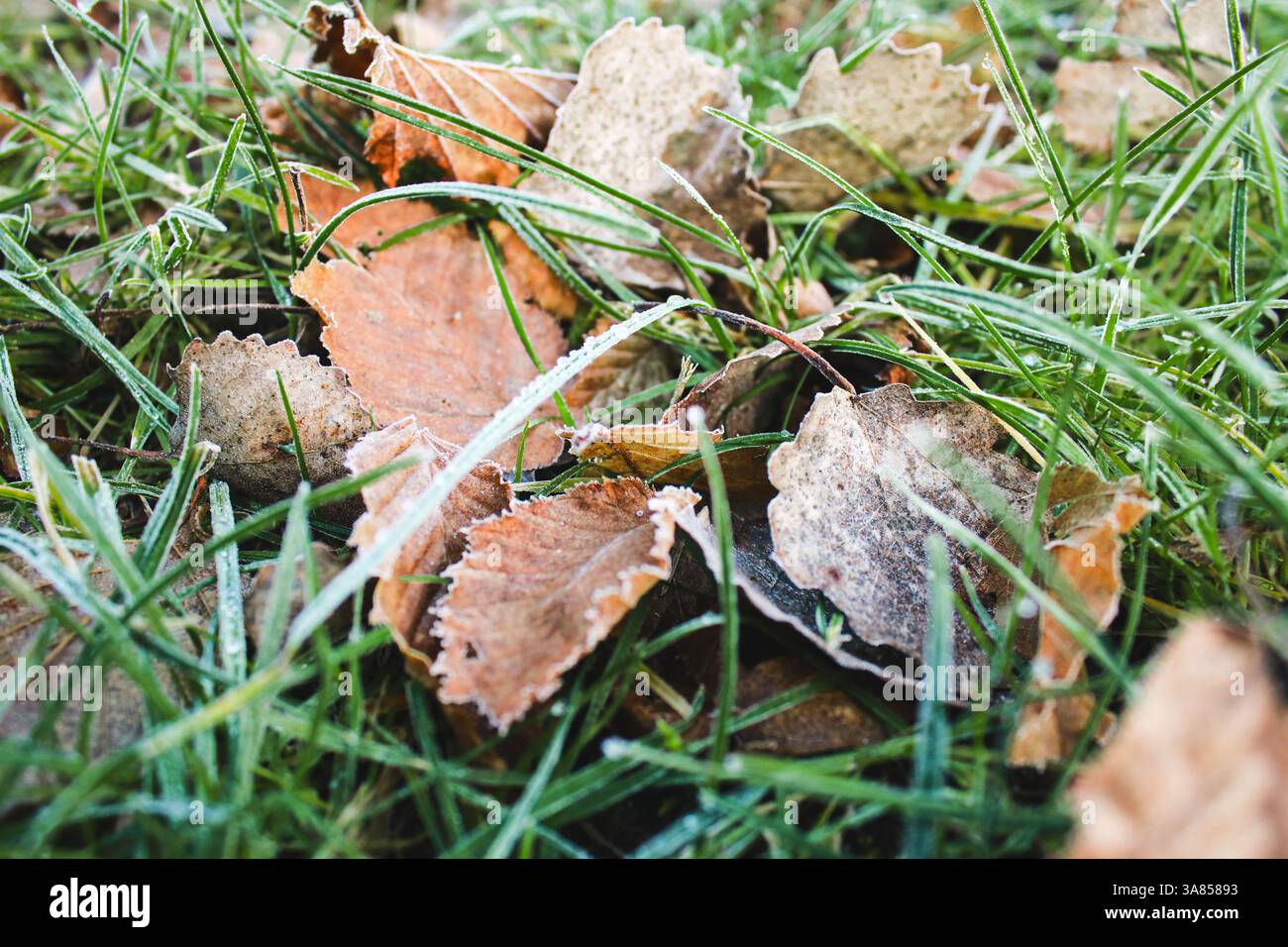 Green grass ground close up hi-res stock photography and images - Alamy