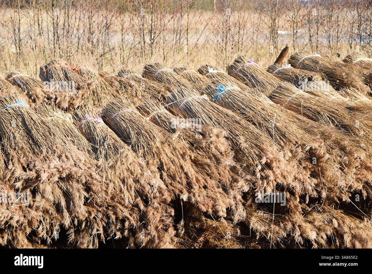 Giethoorn, the Netherlands. March 19, 2025. Drying reeds for farmhouse ...