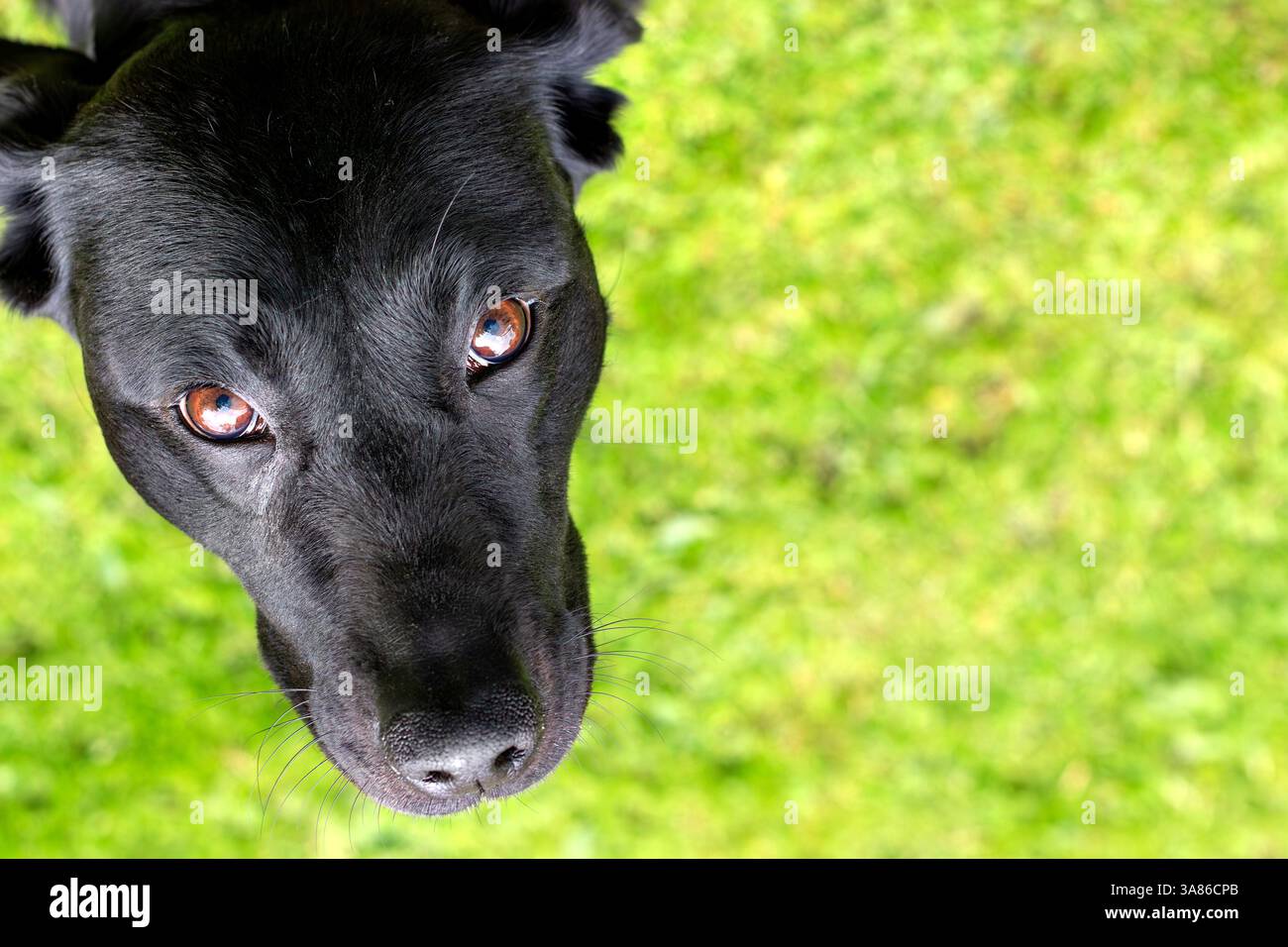 close up isolated head of black labrador looking up lovingly against blurred green grass background Stock Photo
