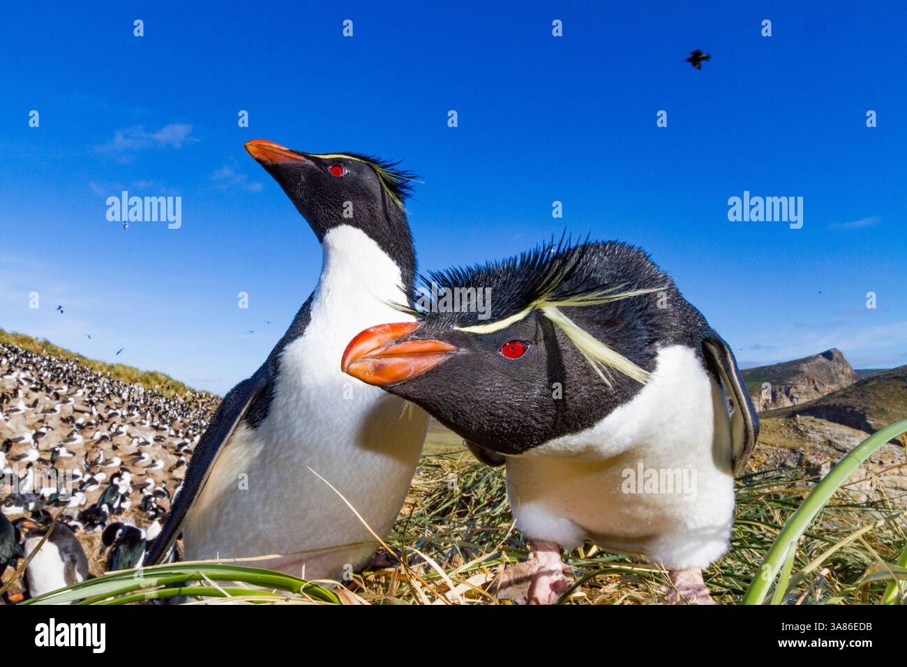 Adult rockhopper penguins (Eudyptes chrysocome chrysocome) at breeding