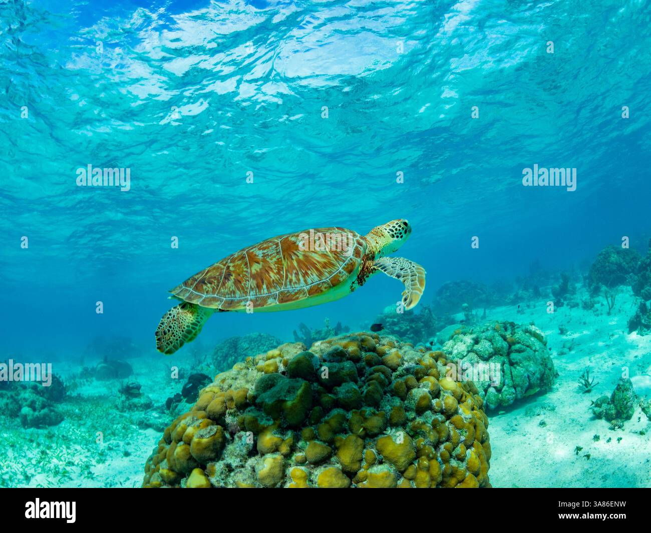 Green sea turtle (Chelonia mydas), surfacing for air near Caye Caulker, inside the Mesoamerican Barrier Reef, Belize Stock Photo