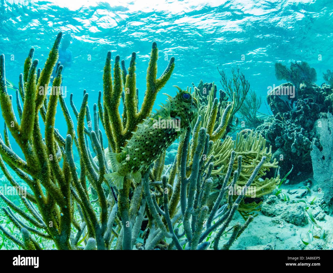 A myriad of fish and coral underwater at Hol Chan Marine Preserve, inside the Mesoamerican Barrier Reef, Belize Stock Photo