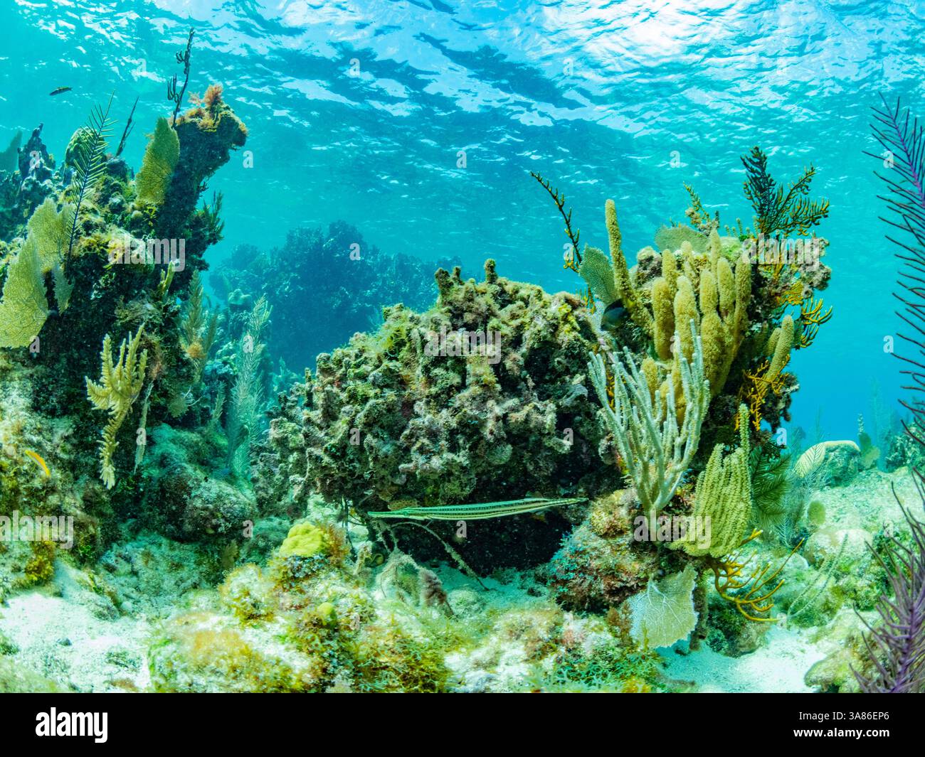 A myriad of fish and coral underwater at Hol Chan Marine Preserve, inside the Mesoamerican Barrier Reef, Belize Stock Photo