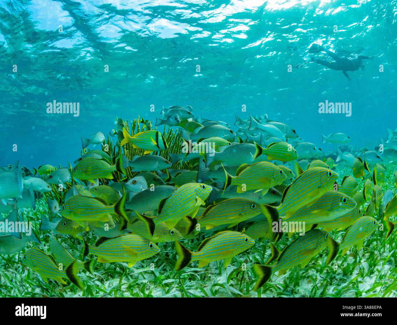 A myriad of fish and coral underwater at Hol Chan Marine Preserve, inside the Mesoamerican Barrier Reef, Belize Stock Photo