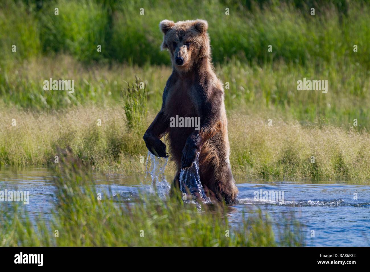Adult brown bear (Ursus arctos) foraging for salmon at the Brooks River ...