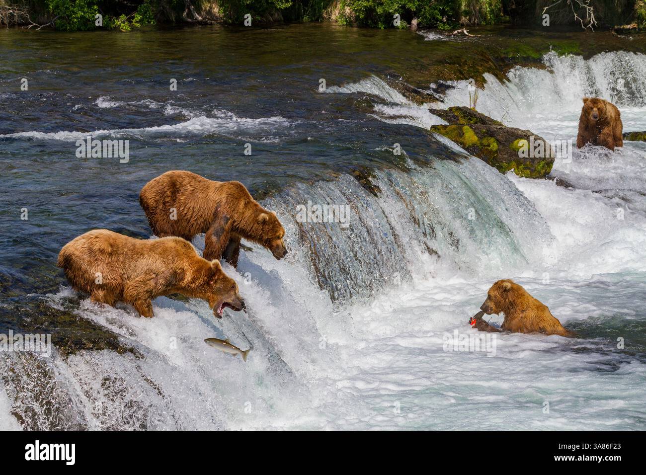 Adult brown bears (Ursus arctos) foraging for salmon at the Brooks ...