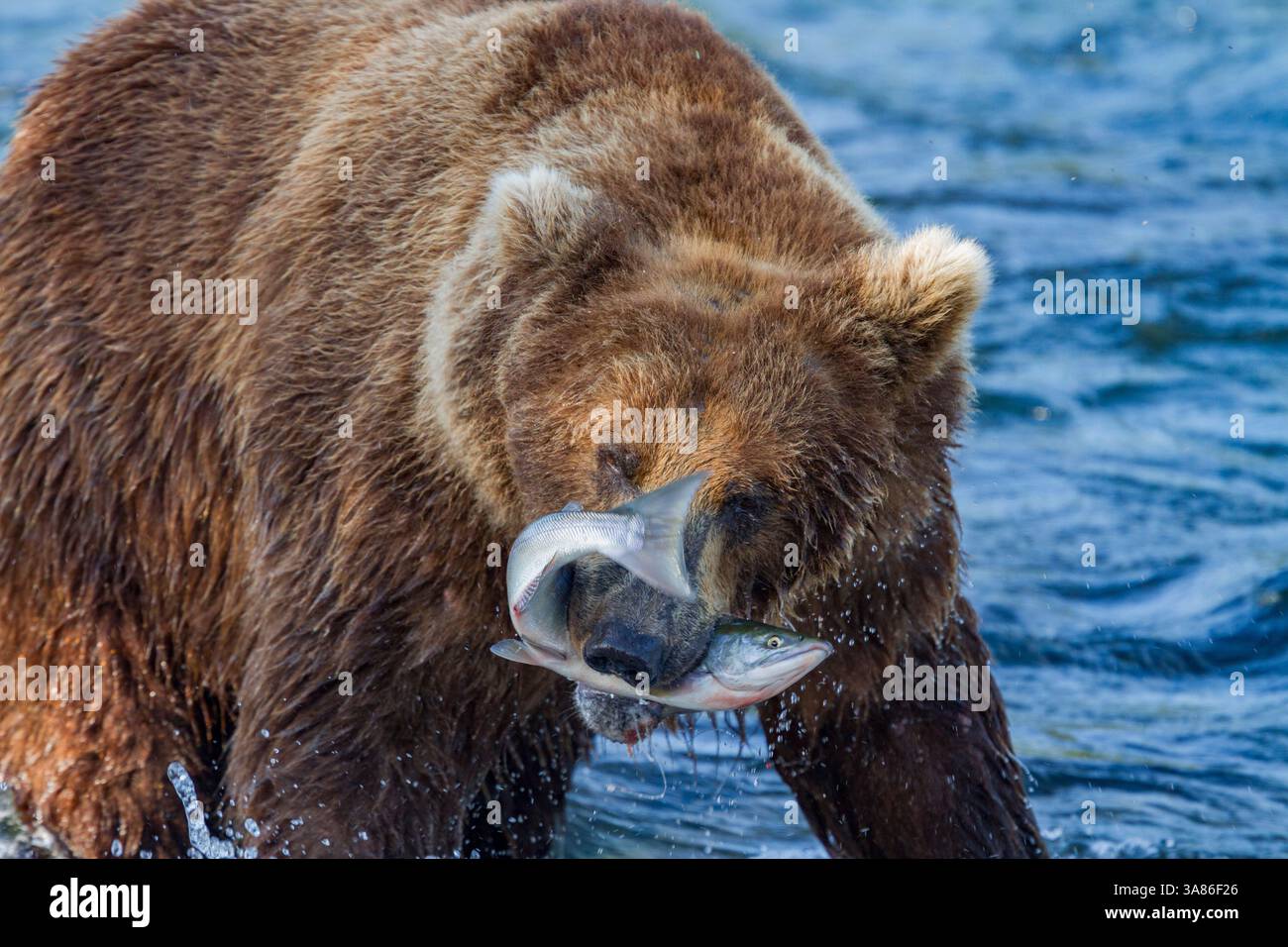 Adult brown bear (Ursus arctos) foraging for salmon at the Brooks River, Katmai National Park, Alaska, United States of America Stock Photo
