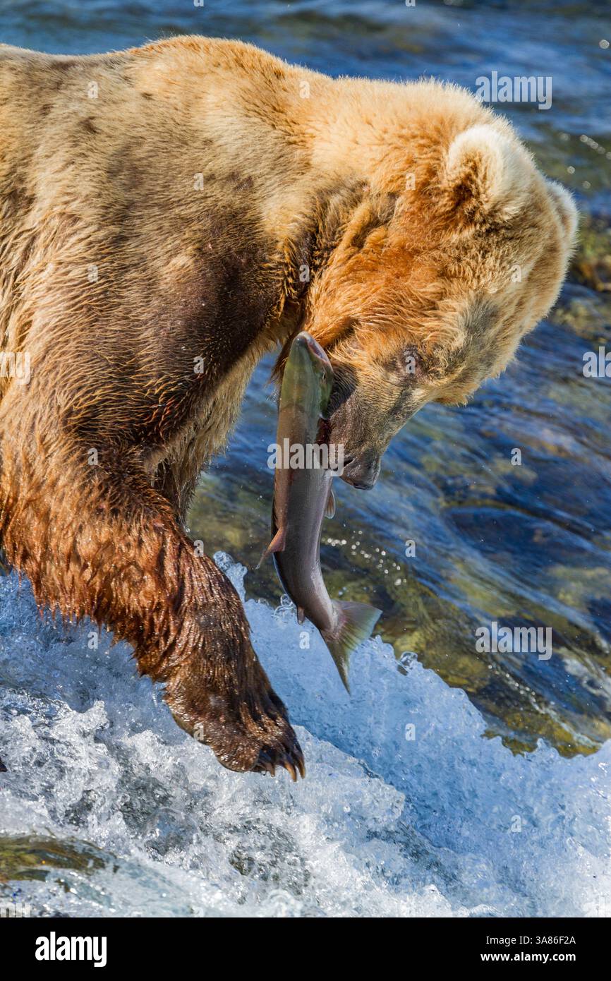 Adult brown bear (Ursus arctos) foraging for salmon at the Brooks River, Katmai National Park, Alaska, United States of America Stock Photo