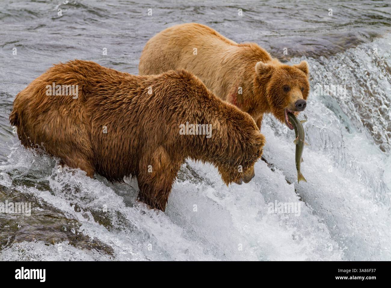 Adult brown bears (Ursus arctos) foraging for salmon at the Brooks ...