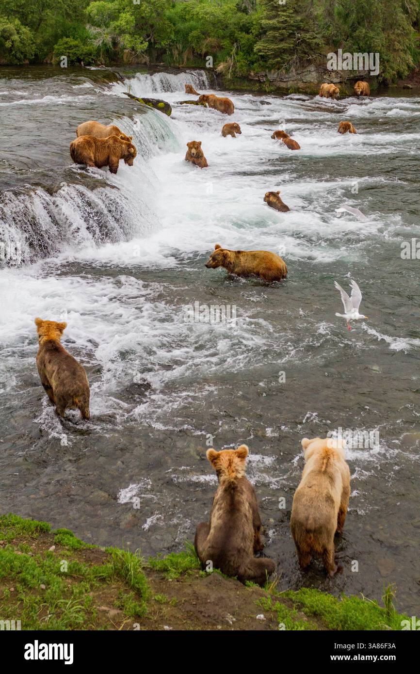 View from Park Service platform where adult brown bears (Ursus arctos) forage for salmon, Katmai National Park, Alaska, United States of America Stock Photo