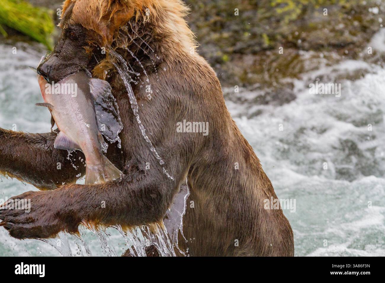 Adult brown bears (Ursus arctos) foraging for salmon at the Brooks ...