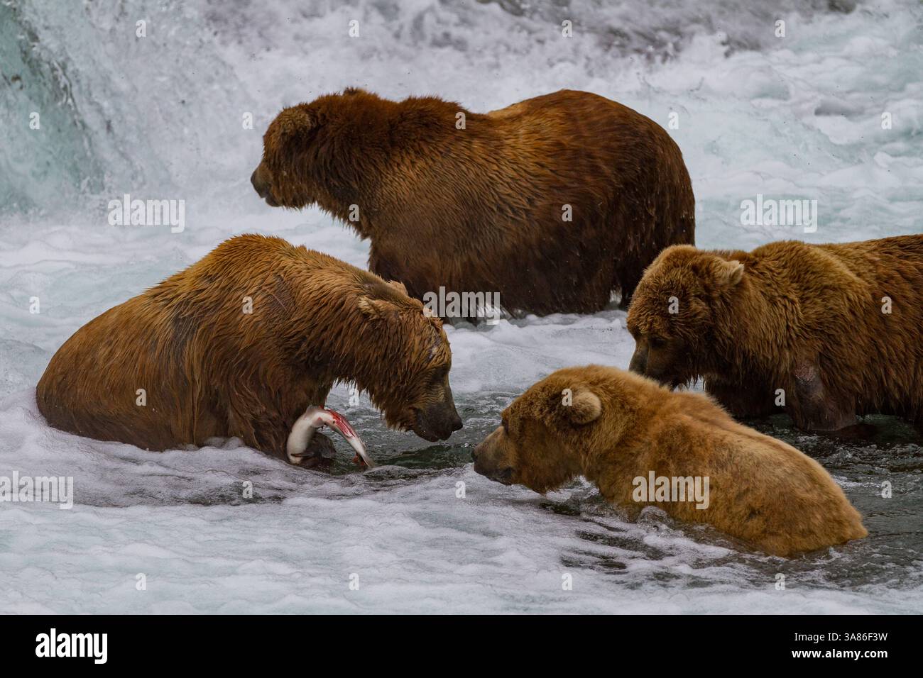 Adult brown bears (Ursus arctos) foraging for salmon at the Brooks ...