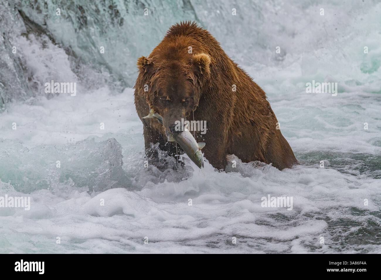 Adult brown bear (Ursus arctos) foraging for salmon in the Brooks River ...
