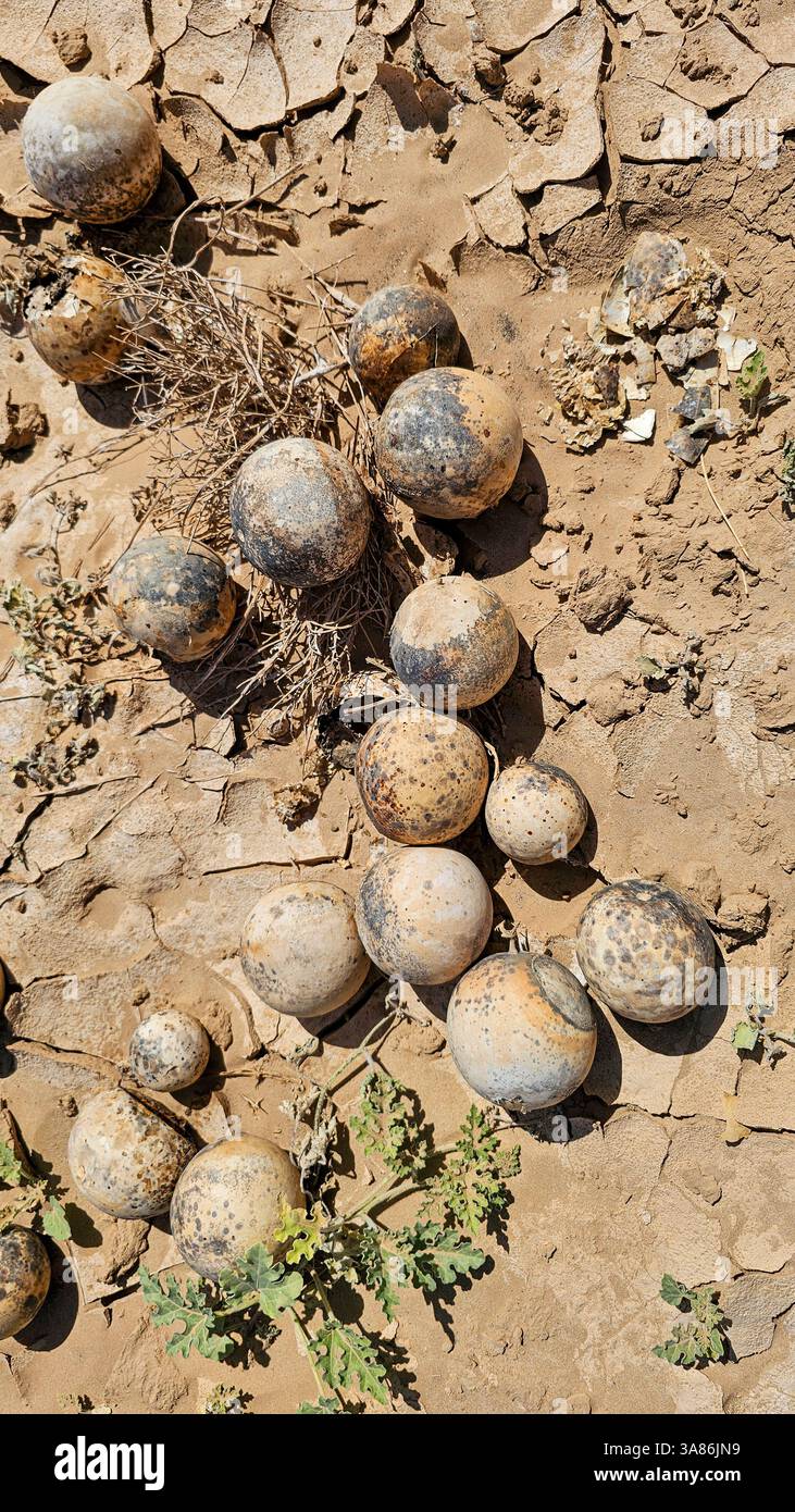 Tiny melons, Tibesti Mountains, Chad Stock Photo