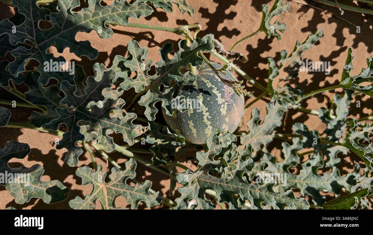Tiny melons, Tibesti Mountains, Chad Stock Photo