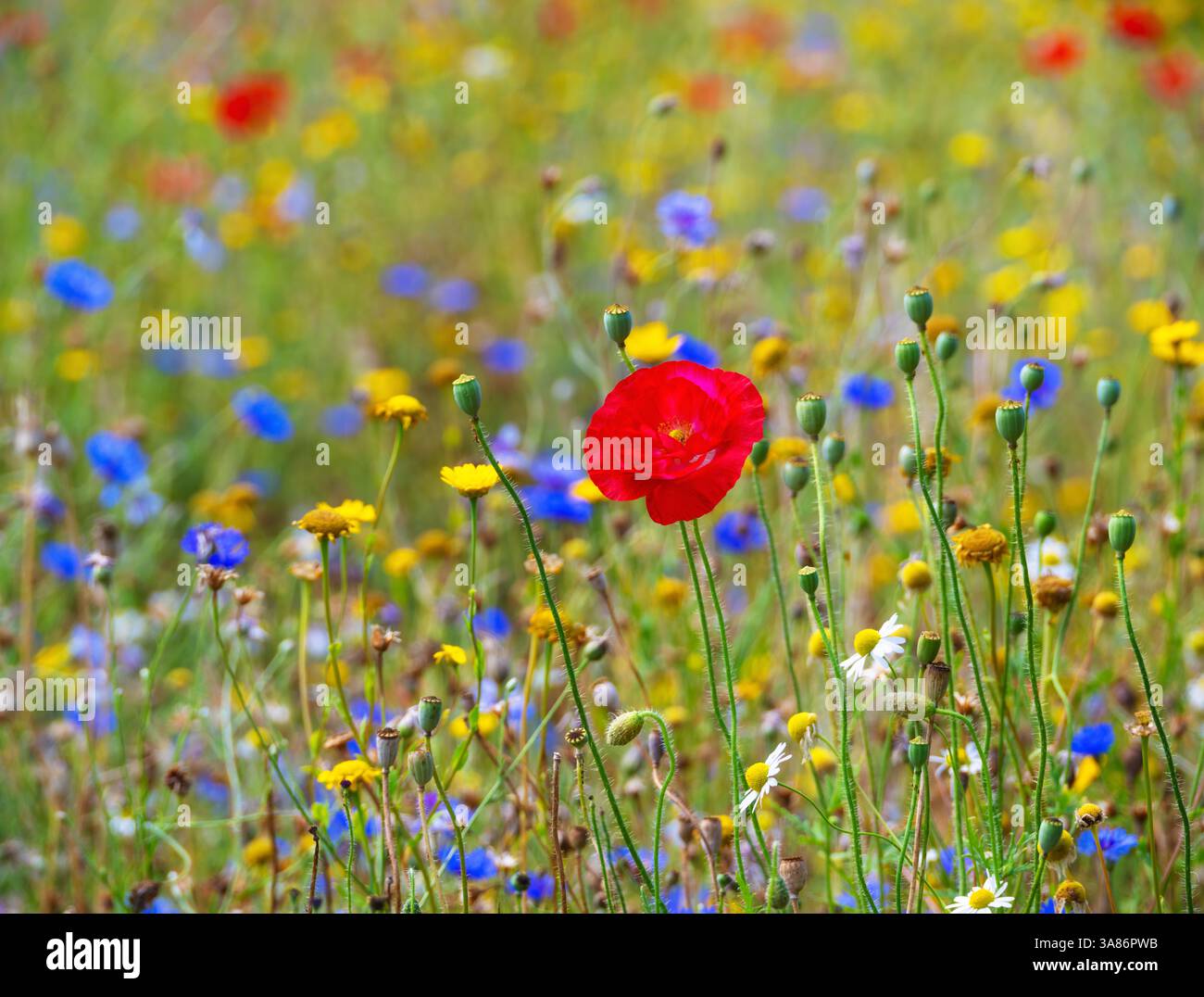 A meadow in the town of Lewes, East Sussex, England, United Kingdom Stock Photo